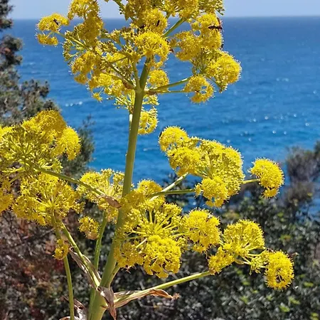 Kalimera 1 Costa Rei